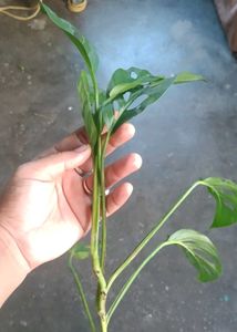 Monstera Adansonii Cutting