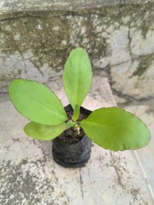 Healthy Green Plant Sapling