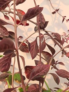Combo Of 3 Healthy Plant Stems