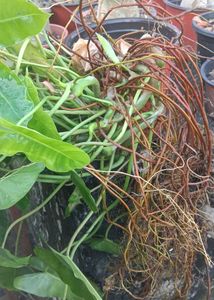 green burl marx Philodendron Plant