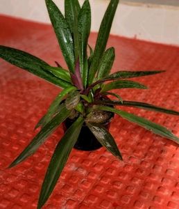 Tradescantia spathacea Plants🌵&amp; Pot