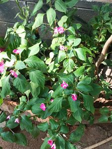 2 Plant With Pot