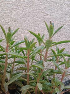 Healthy Succulent Plants Collection