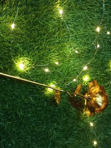 Golden Rose