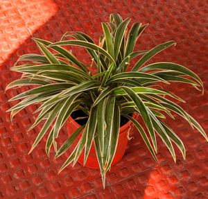 🌱chlorophytum laxum Plant🪴&amp;pot