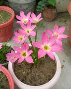 Combo Of 4 Plants