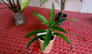 Pack 2 Callisia Fragrans&amp; Arrowhead Plants &amp; pot