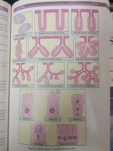 Genetics, osteology, histology Medical Textbooks B