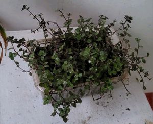 Beautiful Turtle Vine Plant🌵&amp; Pot