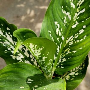 Deffenbchia Plant