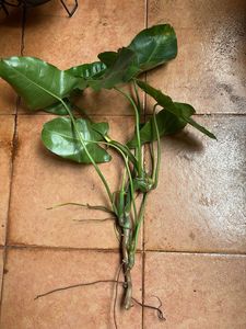 Healthy Green Philodendron Plant
