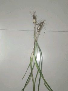 Best Summer 3Yellow Rain Lily Flowers Bulbs
