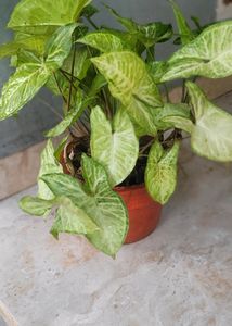 Syngonium Live Plant