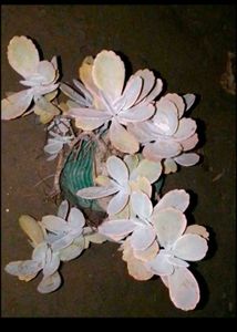 mixed flowering plants