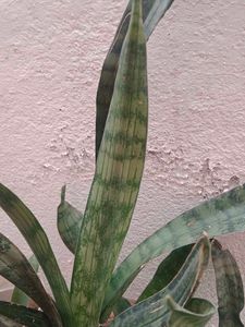 Snake Plant