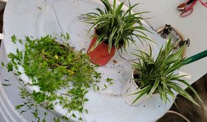 Set3 Spider &amp; Tradescantia fluminensis Plant