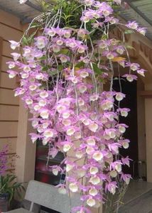 Beautiful Orchid Plant