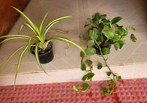 2 Set Money &amp; Pandanus veitchii Plants