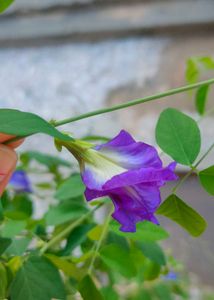 Aparajita Purple Flower Plant
