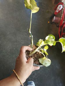 Manjula pothos 2 plants