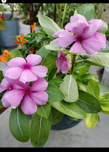 Any 8 Plant
