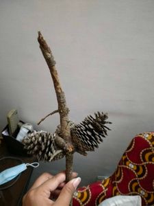 Christmas Tree Pine Cone