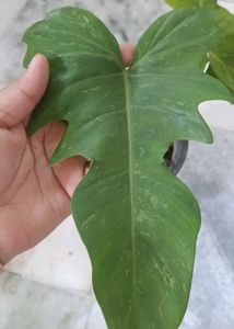 Philodendron golden dragon