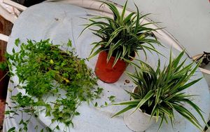 Set3 Spider & Tradescantia fluminensis Plant