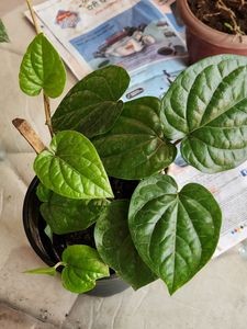 Banarasi Betel Leaves Plant (Large)