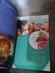 Scholastic 100 Questions The Human Body