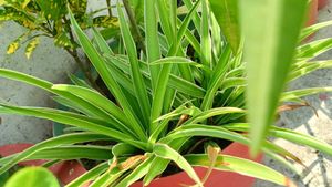 Multi Live Plants