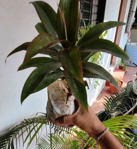Set 2 Zebronics &amp; Syngonium Plant