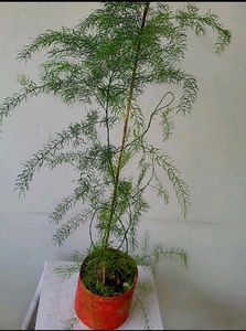 Shatawari 🪴 शतावरी  Plant