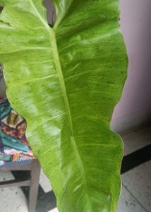 Philodendron paraiso Verde top cutting