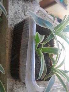 3 Real Spider Plant in soil