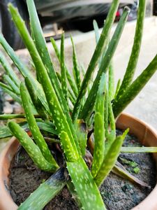Aloe Vera Plant Saplings