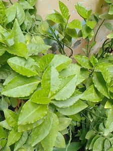 combo of 5 plants