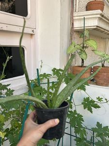 1 Pc Aloe Vera baby Plant In 4" Nursery Pot