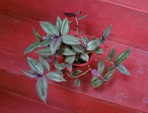 Tradescantia zebrina Plant &amp; Pot