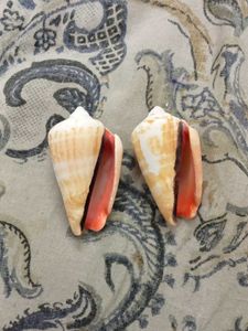 2 strawberry conch ,strombidae