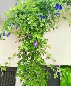 Butterfly Pea Plant with Blue Flowers 20 seeds