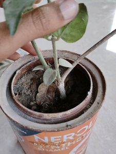 Mogra Plant &amp; 3plant Combo