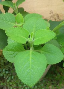 Ajwain Plant With Root