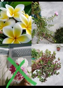 15 Plant Combo