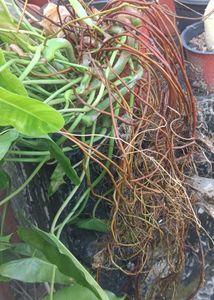 green burl marx Philodendron Plant