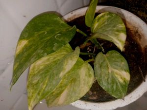 Money Plant