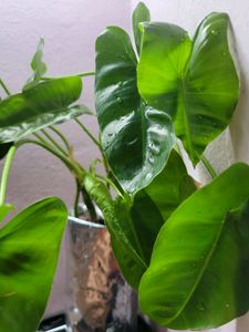 Philodendron Burle Marx (L)