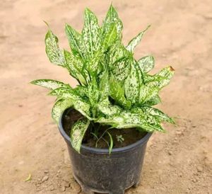 BUY ONE GET TWO Aglaonema Indoor/Outdoor Plant