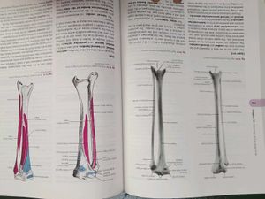 General Anatomy, Upper and Lower Limbs
