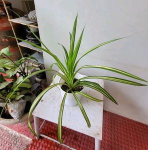 Set 2 Pandanus veitchii &amp; Never... Plant